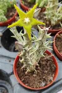 kaktuskent Caralluma Hesperidum Kaktüs - 5.5 Cm Saksıda