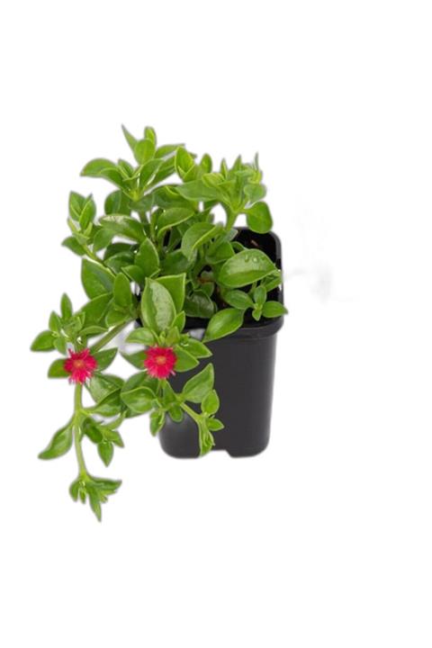 Serra Gardens 45 Adet Buz Çiçeği Hediyelik Sukulent Bitki