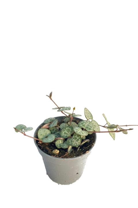 Sukulent Bahçem Ceropegia Woodii - Kalp Kalbe Karşı Çiçeği - 5,5 Cm Saksıda