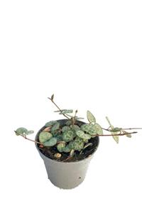 Sukulent Bahçem Ceropegia Woodii - Kalp Kalbe Karşı Çiçeği - 5,5 Cm Saksıda