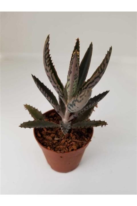 tropikada Mavi Kalanchoe Aşkın Gözyaşı Çiçeği 5,5 cm lik Saksı