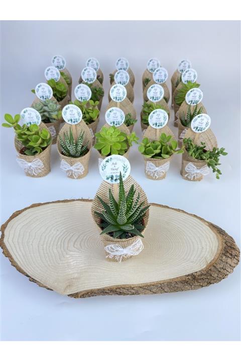Lavinya Çiçek Hediyelik Sukulent 20'li