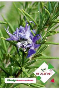 GüçlüTedarik Biberiye (rosmarinus Officinalis) Çiçek Tohumu 50 Adet