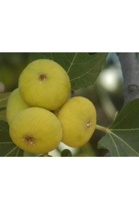 FidanDiyarı Tüplü Sarılop Incir Fidanı 80-100 Cm