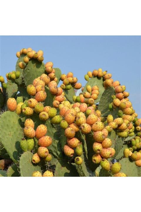 TohumBul Tüplü Dikenli Incir Fidanı Çok Loblu (15 Litrelik Saksı)