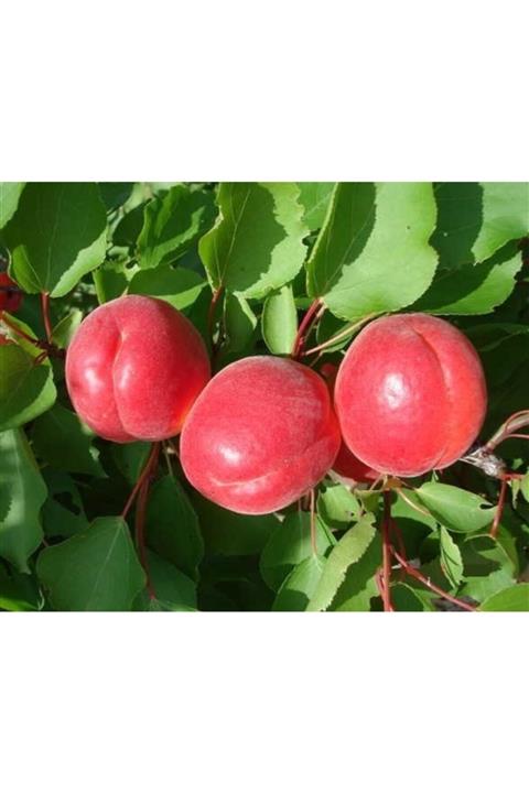 KARDEŞLER FİDANCILIK Perfect Red Kayısı