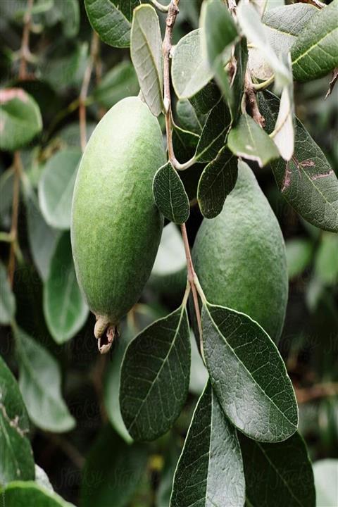 Bilgarden Tüplü Nadir Bulunan Feijoa (kaymak Ağacı) Fidanı