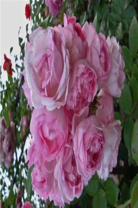 Mimoza Bitki Market Tüplü Sultan Kokulu Isparta Gül Fidanı