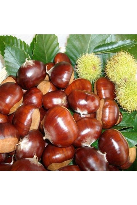 FİDAN SEPETİM 4 Yaş Hacı Ömer Kestane Fidanı