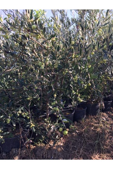 ASES 12 Lt Saksıda 4 Yaş Içi Bol Meyveli Halhali Zeytin
