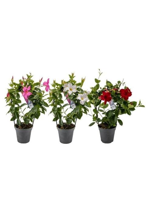 TohumBul Karışık Tüplü Çiçekli Mandevilla Fidanı (20-40 Cm) 5 Adet