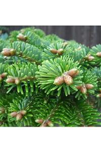 Bilgarden Tüplü Doğu Karadeniz Göknarı (abies Nordmanniana) Fidanı (90-120 Cm)