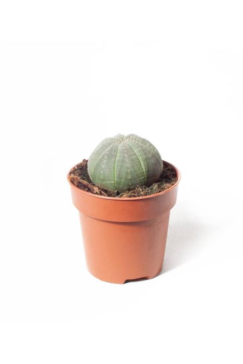SFF Moda İthal Kaktüs Euphorbia Obesa 8,5cm