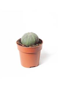 SFF Moda İthal Kaktüs Euphorbia Obesa 8,5cm