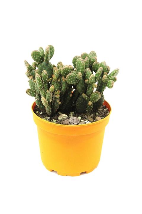 ÇiçekAntalya Tavşan Kulağı Kaktüs Kırmızı Tüylü Büyük Boy 17 - 19 Cm