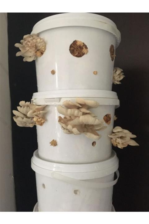 Arnego 10 Lt Kova Da Istiridye Mantarı (Hazır Kompost)