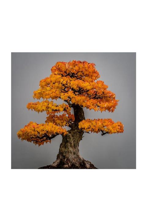 Çam Tohumculuk Liquidambar Bonsai Ağacı Tohumu 5 Adet Bonsai Ağacı Tohumu