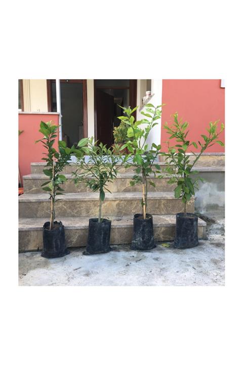 Fidan Sahası BODUR AŞILI YEDİVEREN-LİMON-PORTAKAL-KAMKAT-MANDALİNA FİDANI