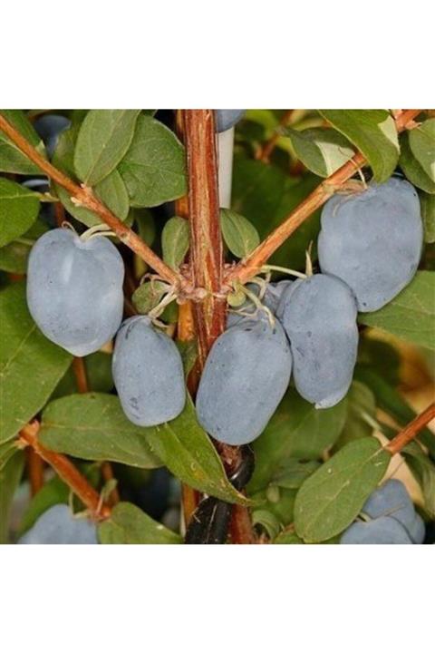 OnlineBahçem Cezbedici Tüplü Honeyberry Bal Yemişi Fidanı 10 Adet
