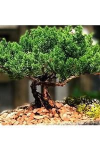 Tohum Dünyam 5 Adet Ardıç Bonsai Tohumu