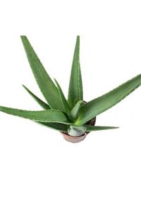 Doğa Aloe Vera Sarısabır 10.5 Saksıda