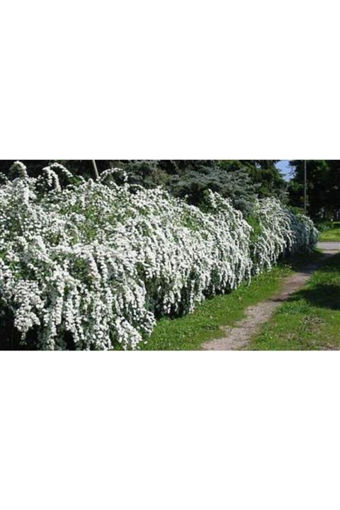 ruzgarbotanik 3 Adet Beyaz Ispirya Çiçeği Fidanı 60 Cm