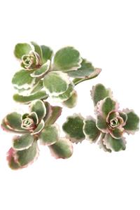 Serra Gardens Sedum Spurium ‘tricolor’ 5.5 Cm Saksılı Sukulent