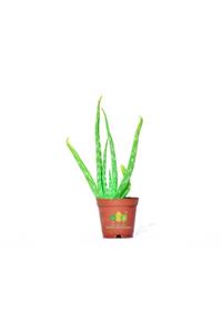 MİVA GARDEN Saksılı Aloe Vera