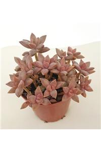 Hilal Garden Sedum Bronz Delight Sukulent