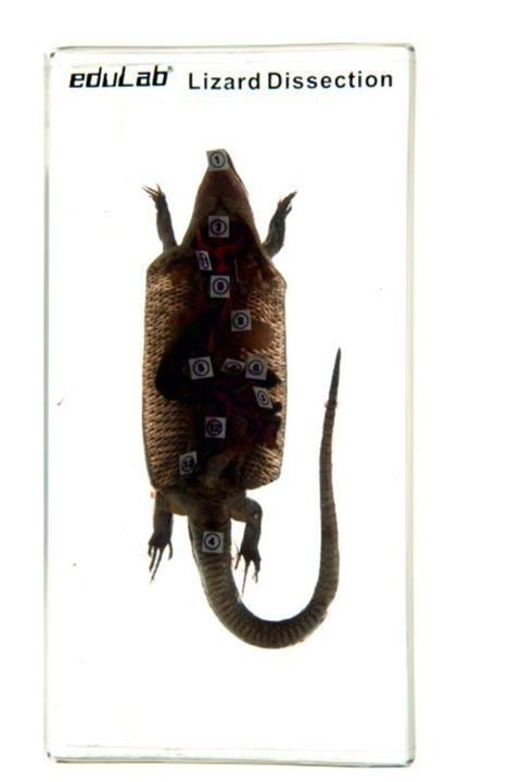 Edulab Kertenkele Kesiti