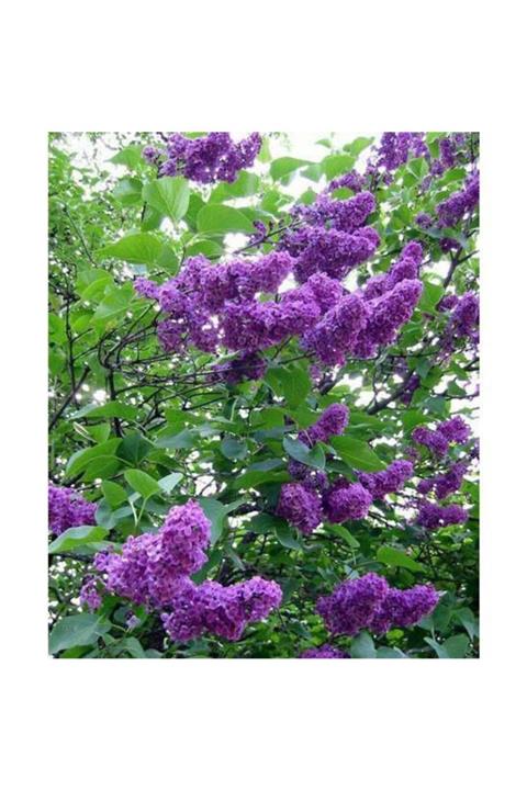 ALİBOTANİK Leylak Fidanı Mor Renkli Syringa Vulgaris