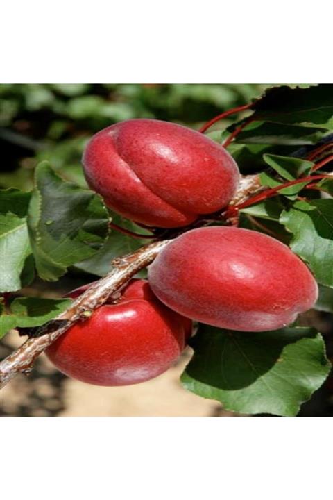 AnamurNaturel Tüplü Kırmızı Red Jewel Kayısı Fidanı Özel Üretim (5 Adet)