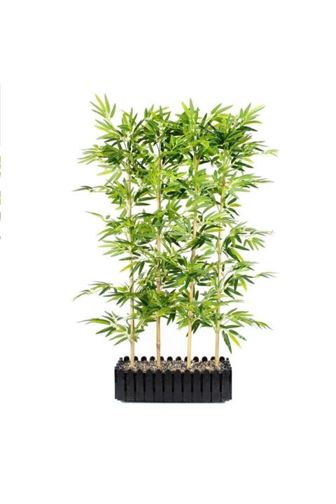 İdeaPazar Tüplü Bambu (bambusoideae) Fidanı (100-120)