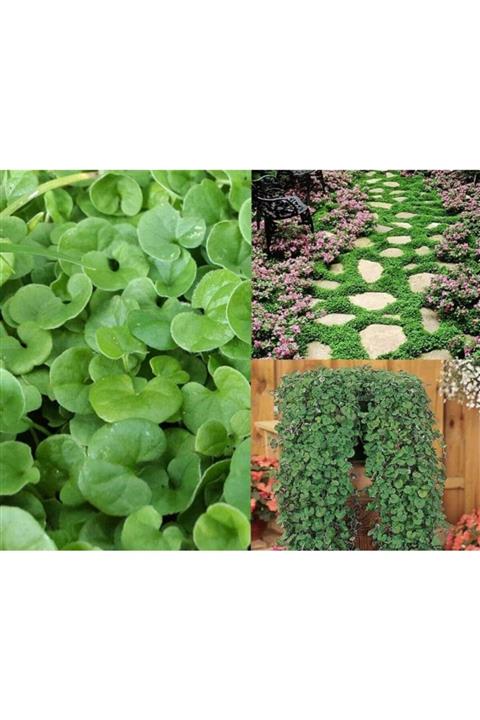 Ekodoğa Fare Kulağı Tohumu 1 Kg Çim Tohumu Yer Örtücü Yayılıcı Çim Dichondra Repens Fare Kulağı Çimi