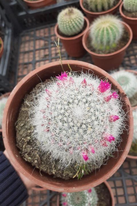 Fintarla Büyük Boy Saksıda Mammillaria Muehlenpfordtii Celsiana Kaktüs