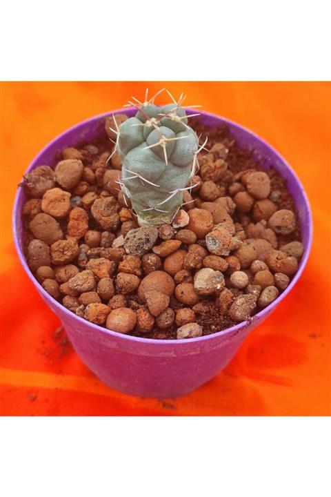 Pagoda Turbinocarpus 8.5 cm Saksı Ref 15 mrd 97
