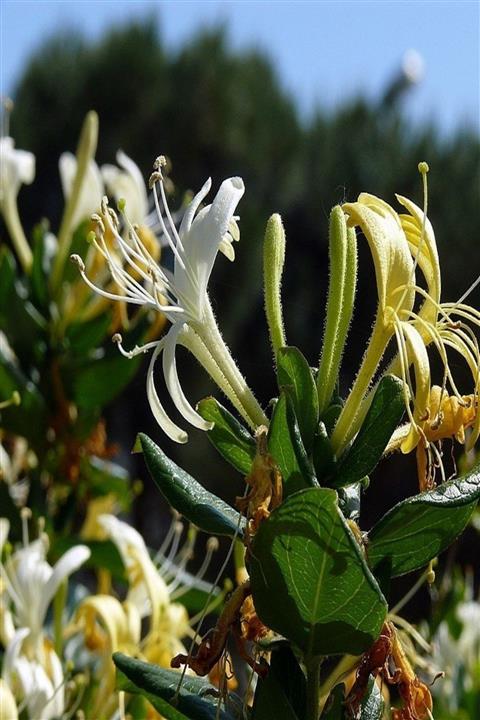 İdea Bahçe Tüplü Lonicera Caprifolium Hanım Eli Fidanı (150-250 Cm)