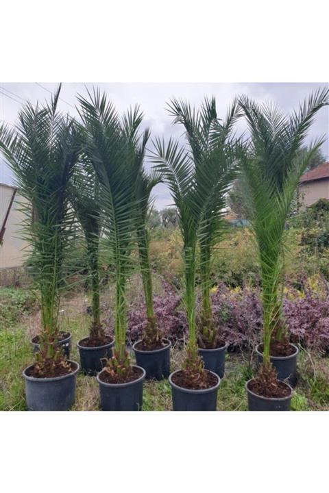 TohumBul Phoenix Canariensis Palmiyesi Fidanı (80-120 Cm)
