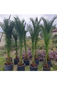 TohumBul Phoenix Canariensis Palmiyesi Fidanı (80-120 Cm)