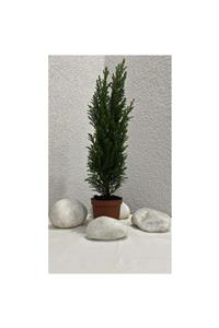 Mimoza Bitki Market Elwoodii Çamı Chamaecyparis Lawsoniana Ellwoodii 30-40 Cm