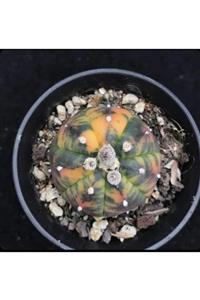 EMİN KAKTÜS 10 Adet Astrophytum Varıegate Nishiki Tohumu 0.7 Litre Saksı Özel Çimlendirme Toprağı