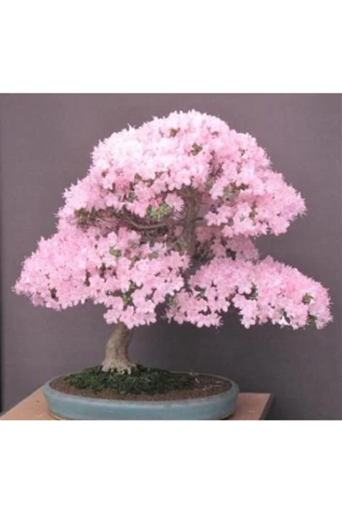 Çam Tohumculuk Bodur Cherry Blossom Bonzai Ağacı Tohumu 5 Adet Bonsai Ağacı Tohumu