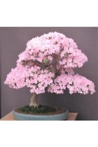 Çam Tohumculuk Bodur Cherry Blossom Bonzai Ağacı Tohumu 5 Adet Bonsai Ağacı Tohumu