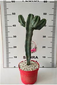 SAHRAFLORA Mytrillocactus Geometrizans Kaktüs