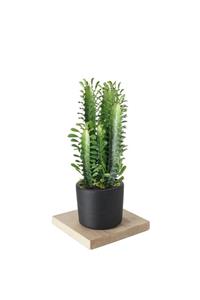 Heryerbitki Süs Bitkileri Euphorbia (afrika Süt Ağacı Kaktüs) 30-35cm Siyah Saksılı