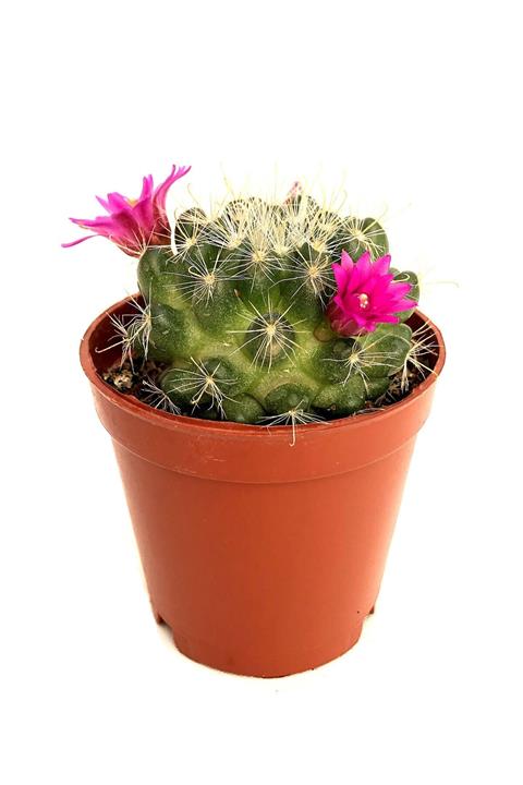 Arts Gardens Mammillaria Grahami 5.5 Cm Saksıda