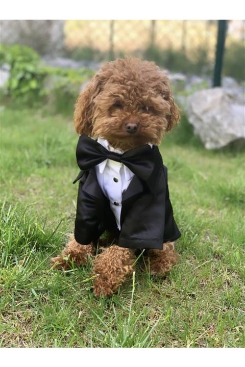 aria pet butik Köpek Kedi Smokin Ceket Gömlek