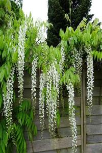 OnlineBahçem Tüplü Wisteria Floribunda Alba Beyaz Mor Salkım Fidanı