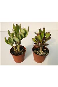 EGZOTİKBAHÇE Bonzai Set 2 Adet Crassula Bonzai Formda Büyük Boy 8,5cm Saksıda Sukulent