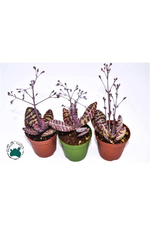 EGZOTİKBAHÇE Kalanchoe Humilis Sukulent - Leopar Sukulent